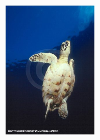 Turtle Art Print