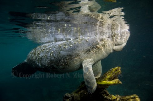 Manatee Print