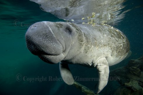 Manatee Print
