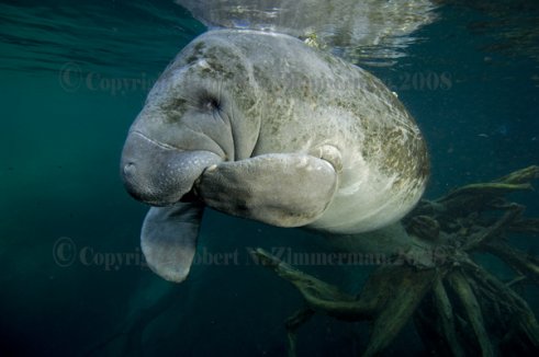 Manatee Print