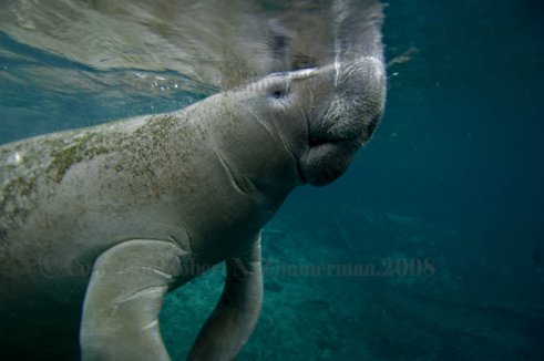 Manatee Print