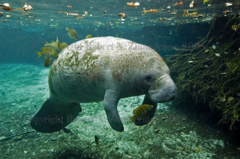 Manatee Print