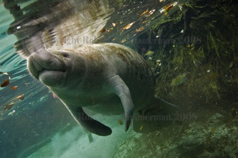 Manatee Print