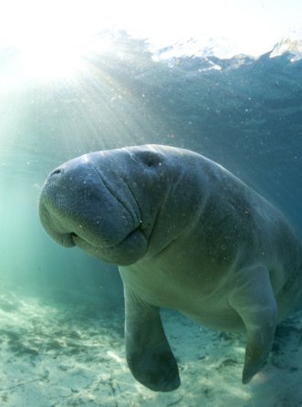 Manatee Art Print