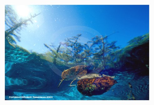 Nature's Best 1 Art Print
