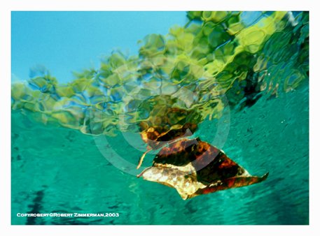Nature's Best 8 Art Print