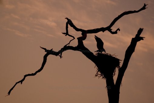 Osprey
