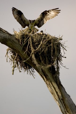 Osprey