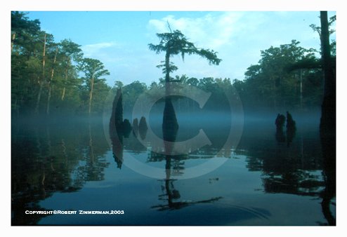 Springs 1 Art Print