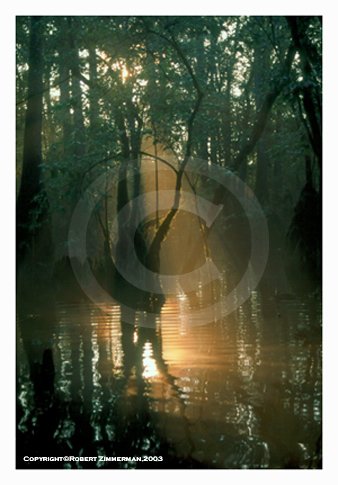 Springs 3 Art Print