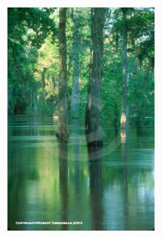 Suwanee River, Florida, Art Print