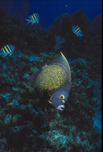 Underwater Photo - Tropics