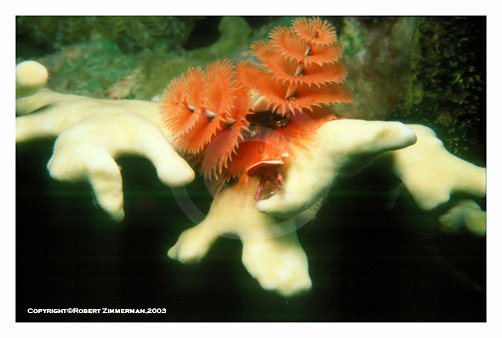 Underwater World 2 Art Print