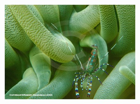 Underwater World 3 Art Print