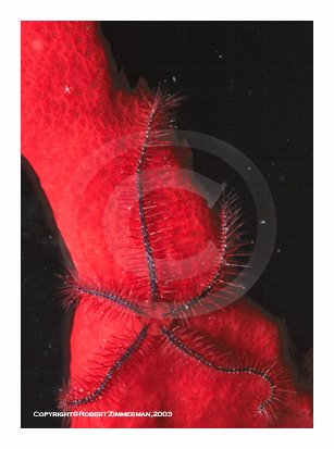 Underwater World 8 Art Print