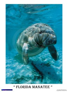 Florida Manatee Underwater Photograph