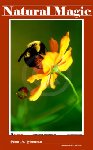Natural Magic Poster with Bee on Flower